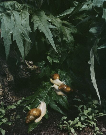 Sharon Core, ‘Untitled #7, from the series "Understory"’, 2015