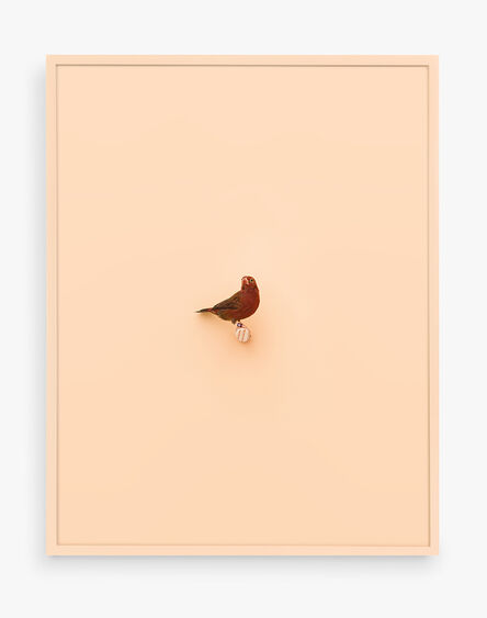 Daniel Handal, ‘Senegal Fire Finch (Peach Puff)’, 2017