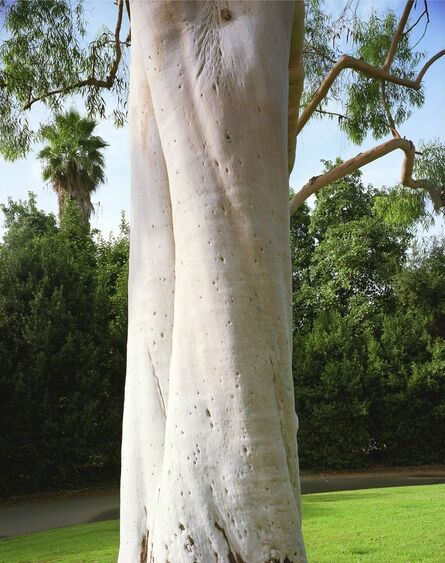 Karen Halverson, ‘Bluegum Eucalyptus’, 2001