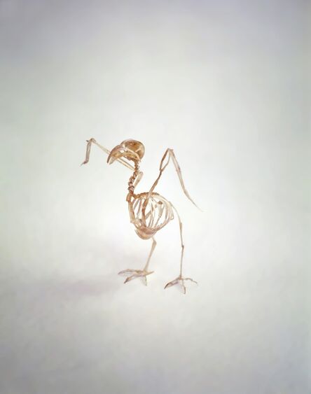 Tim Hawkinson, ‘Bird’, 1997