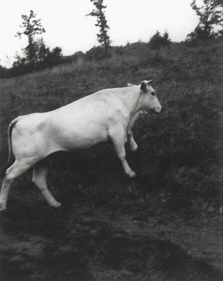 Patti Smith, ‘White bull, Spain’, 2010