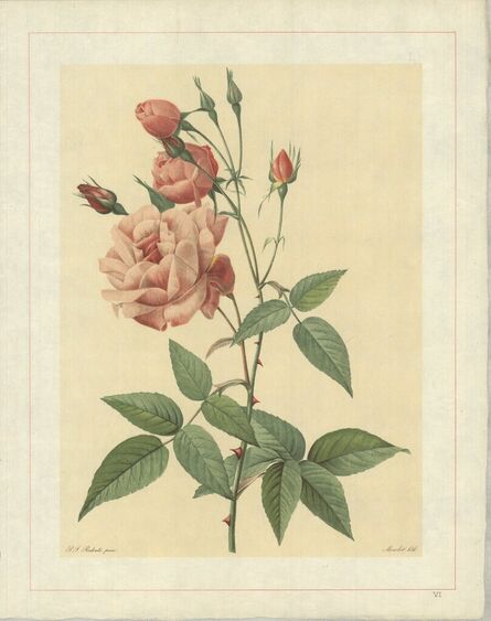 Pierre Joseph Redouté, ‘Rosa Indica Vulgaris; Rosier de Chine 'Old Blush China'’, 1938