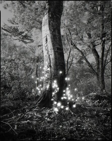 Tokihiro Sato, ‘Photo Respiration Trees Shirakami #9’, 2008