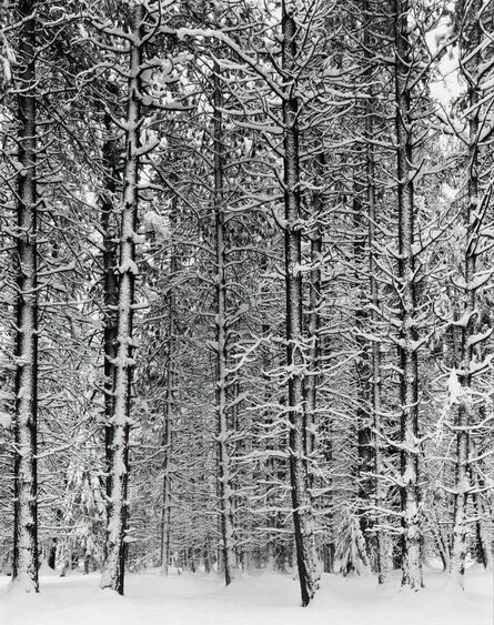 Ansel Adams, ‘Trees and Snow (Pine Forest and Snow)’, 1933