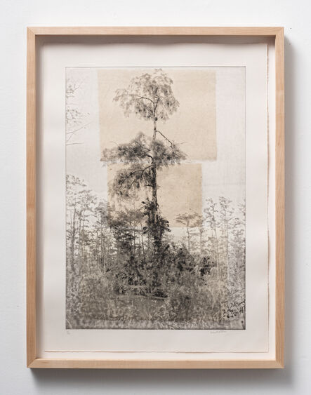 Itamar Freed, ‘Cypress Tree I’, 2019