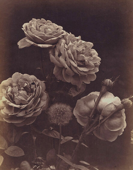 Charles Aubry, ‘Four Roses and a Dandelion’, ca. 1864