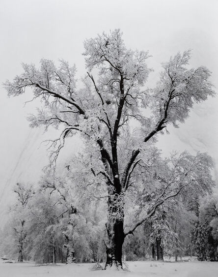 Ansel Adams, ‘Oak Tree, Snow Storm, Yosemite National Park, California’, 1948