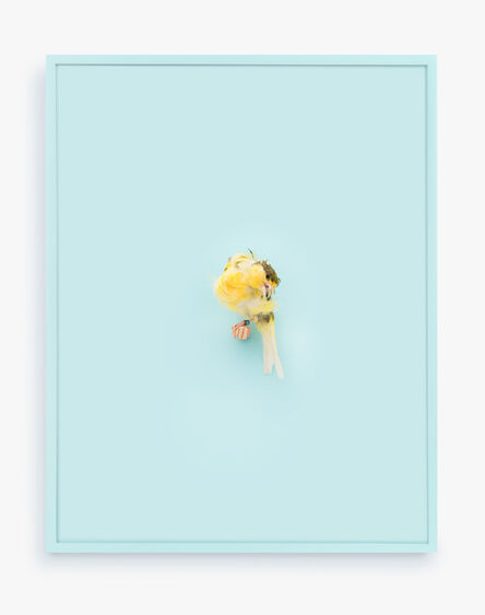 Daniel Handal, ‘Yellow Parisian Frilled Canary (Baby Blue)’, 2017