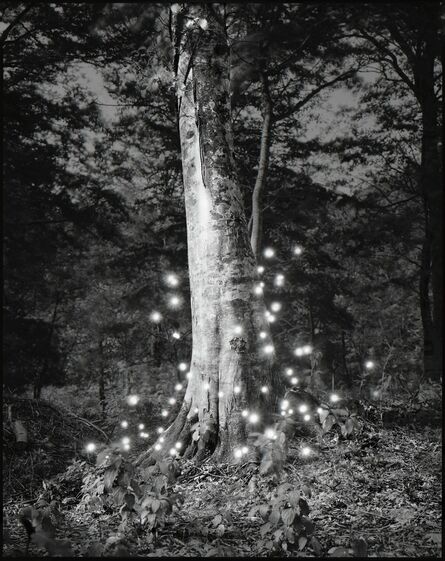 Tokihiro Sato, ‘Photo Respiration Trees Shirakami #4’, 2008