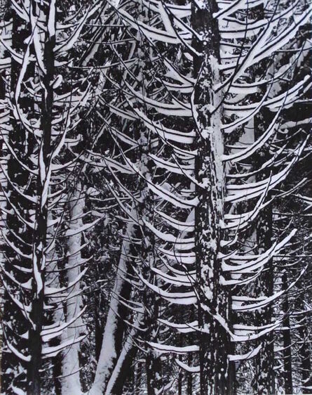 Ansel Adams, ‘Forest Detail, Winter, Yosemite National Park, California’