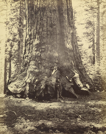 Carleton E. Watkins, ‘Section of the Grizzly Giant’, 1865-1866