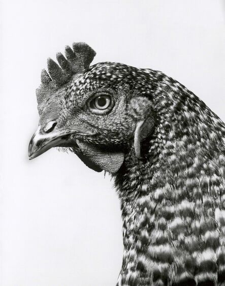 Walter Schels, ‘Amrock chicken’, 1992
