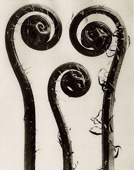 Karl Blossfeldt, ‘Plate 8 - Adiantum pedatum ’, Circa 1930