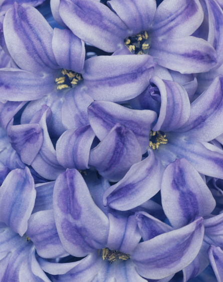 Ron van Dongen, ‘Hyacinthus ‘Blue Pearl’ (CSL 101)’, 2005