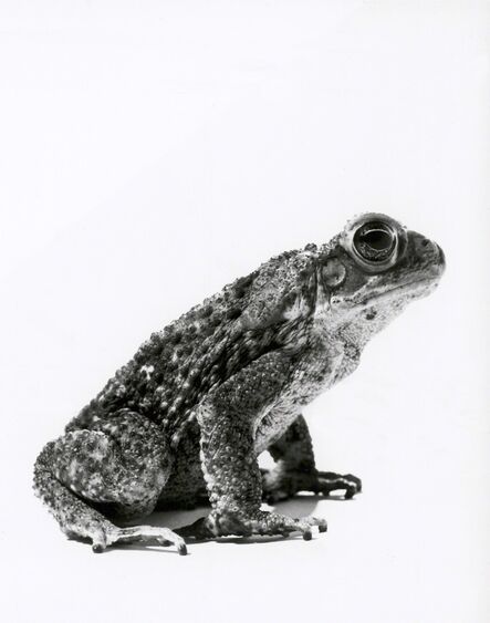 Walter Schels, ‘Frog’, 2000