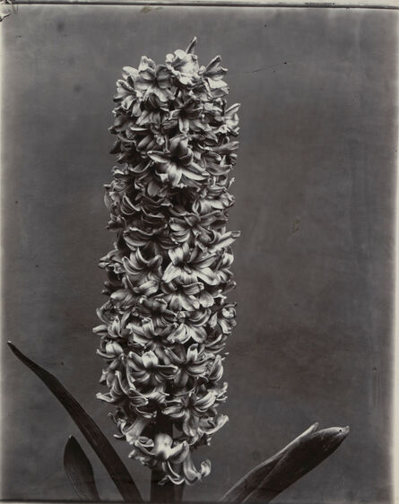 Charles Jones (1866-1959), ‘Hyacinth’, c. 1900