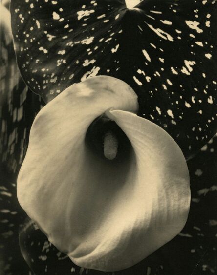 Edward Steichen, ‘Calla Lily’, ca. 1921