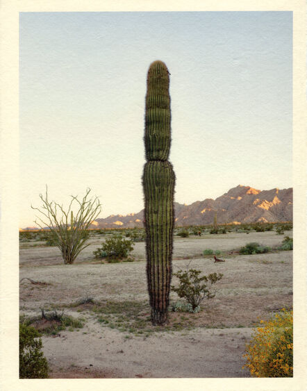 Mark Klett, ‘Color Saguaros series (Saguaro in shadow 1 segment)’, 2020