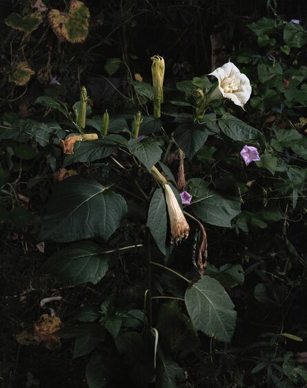 Sharon Core, ‘Untitled #11, from the series "Understory"’, 2015