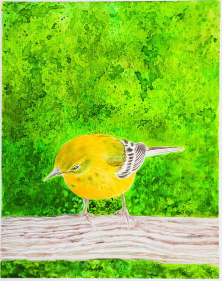 Eleanor Hubbard, ‘Wet Yellow Warbler’, 2015