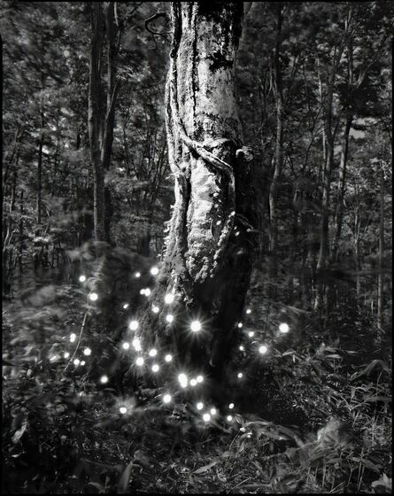 Tokihiro Sato, ‘Photo-Respiration Trees Hakkoda #2’, 2009