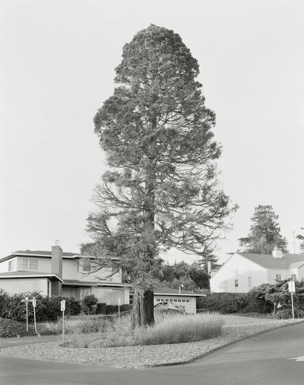 Andres Gonzalez, ‘Sequoia, Amador Street’, 2020