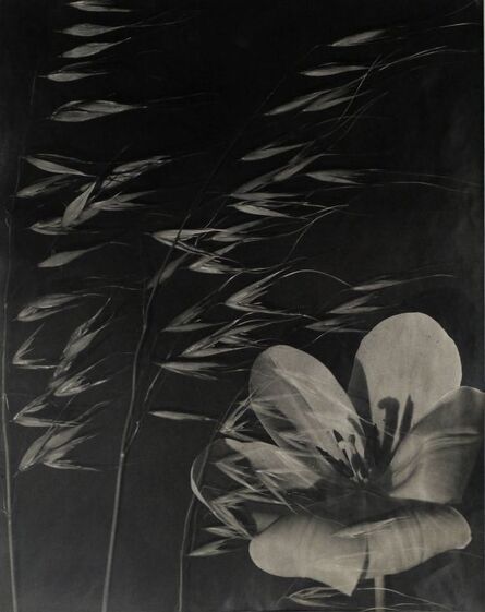 Emmanuel Sougez, ‘Japanese Plant Study’, 1930