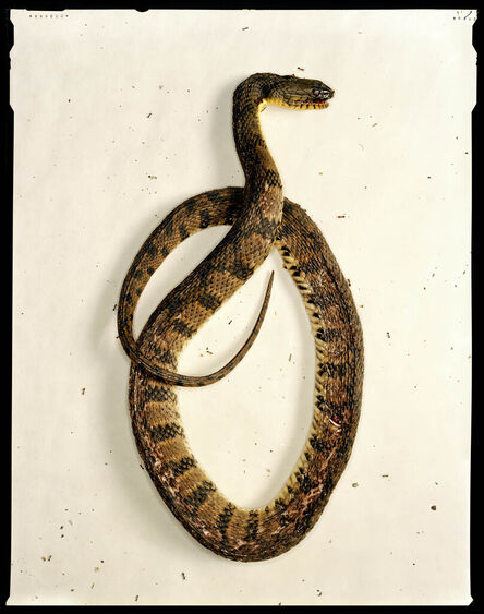 Dan Winters, ‘Dead Snake,Driftwood, Texas, July 23’, 2004