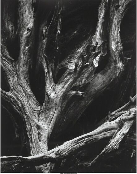 Ansel Adams, ‘Sequoia Roots, Yosemite National Park, California’, 1950