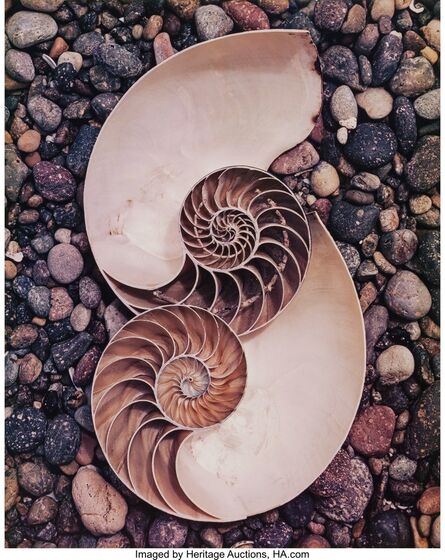 Edward Weston, ‘Nautilus Shells’, 1947
