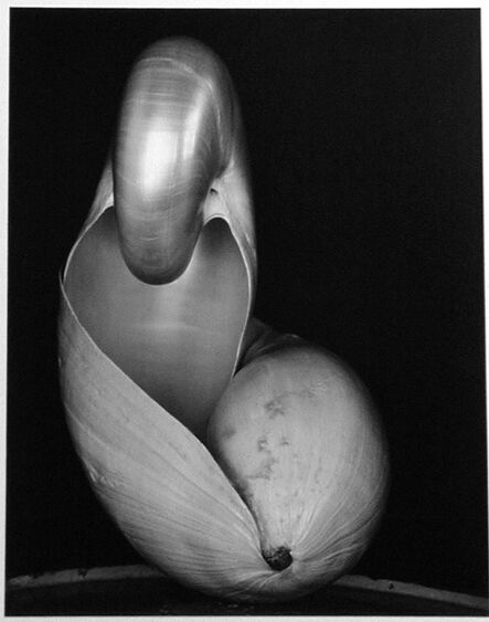 Edward Weston, ‘14S ~ Two Shells’, 1927