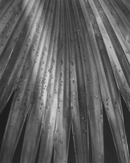 Horst P. Horst, ‘Pritchardia Gaudichaudi (Palm Leaf)’, 1945