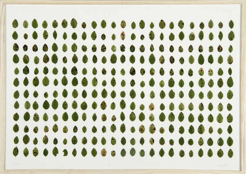 herman de vries, ‘vaccinium (collected hirschdelle)’, 2011, Drawing, Collage or other Work on Paper, Leaves on paper, 56th Venice Biennale