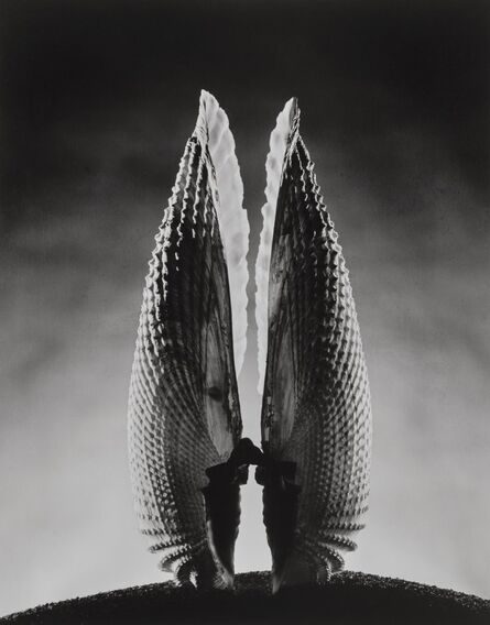 Ruth Bernhard, ‘Angelwing, New York’, 1943-printed later