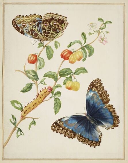Maria Sibylla Merian, ‘Branch of West Indian Cherry with Achilles Morpho Butterfly ’, 1702-1703