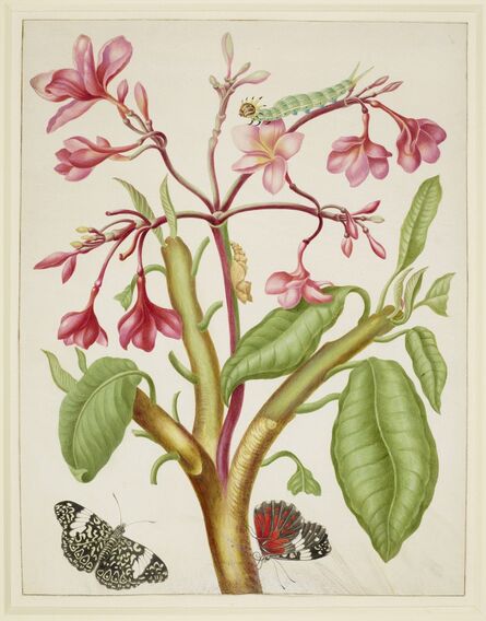 Maria Sibylla Merian, ‘Frangipani plant with Red Cracker Butterfly’, 1702-1703