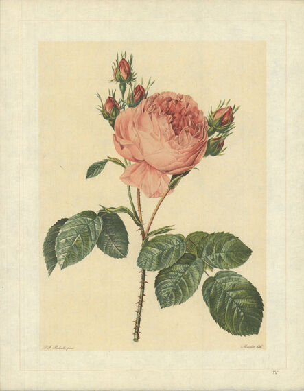 Pierre Joseph Redouté, ‘Rosa Centifolia; Rosier de Provence’, 1938