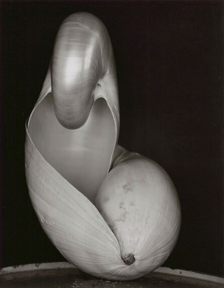 Edward Weston, ‘Two Shells (14S)’, 1927