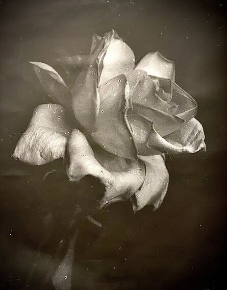 Robert Stivers, ‘Profile of Rose with distress’, 2020