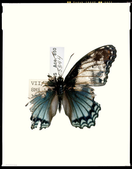 Dan Winters, ‘Broken Butterfly, March 21’, 2006