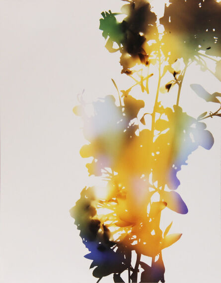 James Welling, ‘001, A+7 (from "Flowers")’, 2006