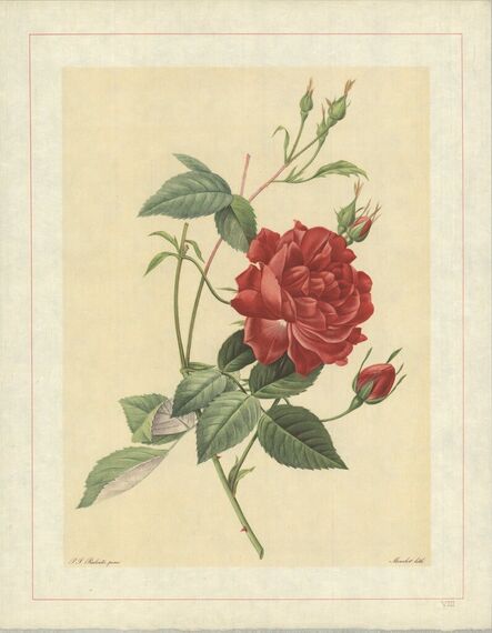 Pierre Joseph Redouté, ‘Rosa Indica Cruenta; Rosier mensuel 'Slater's Crimson China'’, 1938