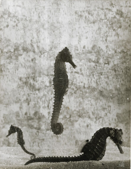 Gjon Mili, ‘Sea Horses’, 1950s / 1950s