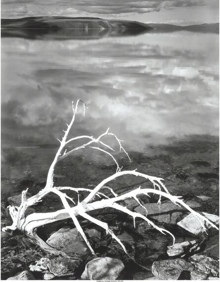Ansel Adams, ‘White Branches, Mono Lake, California’, 1950
