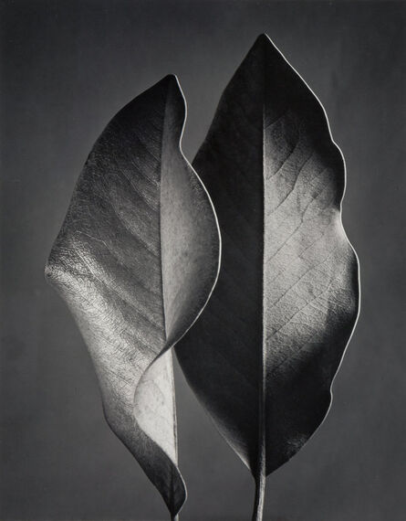 Ruth Bernhard, ‘Two Leaves’, 1952-printed later
