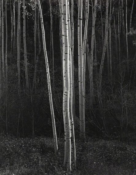 Ansel Adams, ‘Aspens, Northern New Mexico (Mural)’, 1958