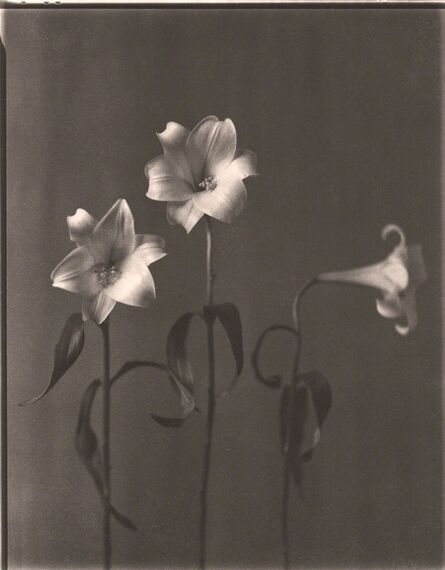 John Dugdale, ‘Three Easter Lilies’, 1994