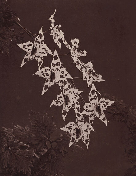 Henry Stevens, ‘Orchids’, 1880s/1880s