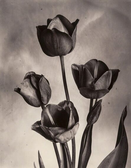 Charles Jones (1866-1959), ‘Darwin Tulips’, ca.1905