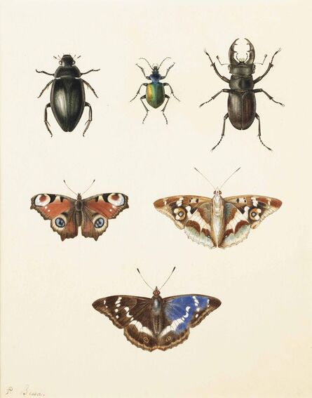 Pancrace Bessa, ‘Three beetles and three butterfies: a ground beetle, a Calosoma sycophantis, and a cottonwood stag beetle; a peacock (Inachus io), and a Purple Emperor (Apatura iris, upper and under sides)’